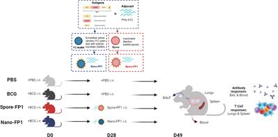 Mucosal and systemic immune responses after a single intranasal dose of nanoparticle and spore-based subunit vaccines in mice with pre-existing lung mycobacterial immunity